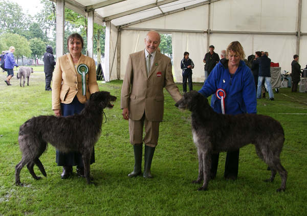 BOB & BOS Deerhound Club Breed Show 2011